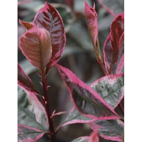 Photinia 'Louise' Pot de 7,5L/10L (1/3)