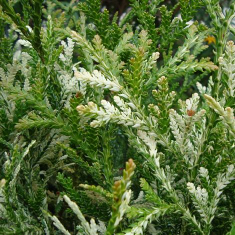 Thujopsis dolabrata Variegata Pot de 2L/3L (1/2)