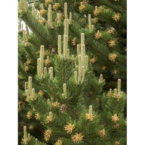 Pin noir 'Oregon Green ' Pot de 2L/3L (1/5)