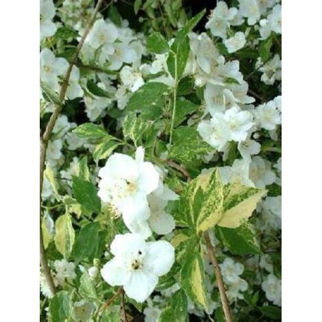 Seringat 'Innocence' Pot de 3L/4L (1/4)