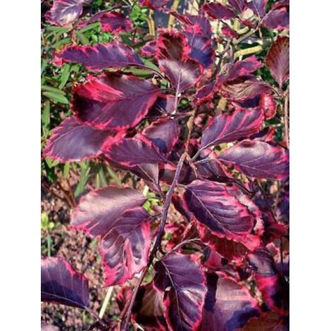 Fagus sylvatica 'Purpurea Tricolor' Pot de 6L/7L
