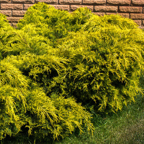 Genévrier - Juniperus pfitzeriana King Of Spring Pot de 2L/3L (1/2)