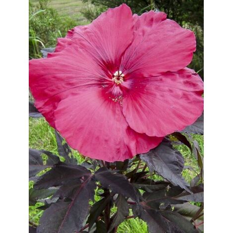 Hibiscus des marais 'Pink Passion' Pot de 3L/4L (1/2)