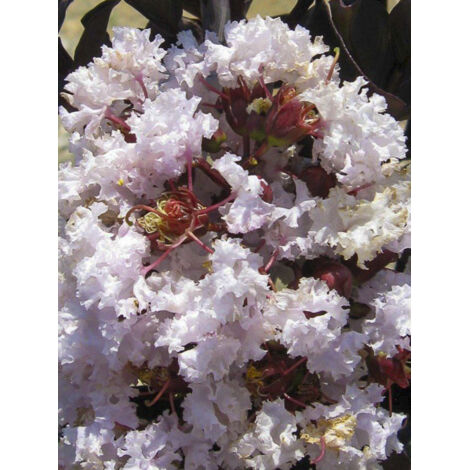 Lilas des Indes 'Black Solitaire Blush ' Pot de 3L/4L (1/2)