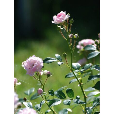 Rosier à massif 'The Fairy' Pot de 4L/5L (1/3)