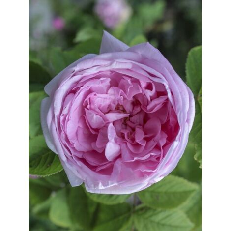 Rose des peintres, rosier ancien 'Muscosa' Pot de 4L/5L