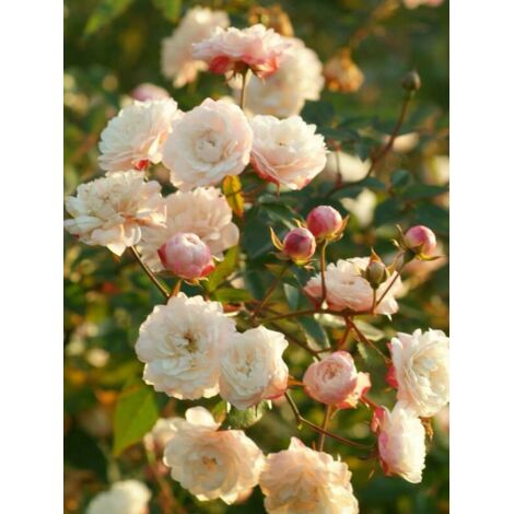 Rosier à massif 'Little White Pet' Pot de 4L/5L