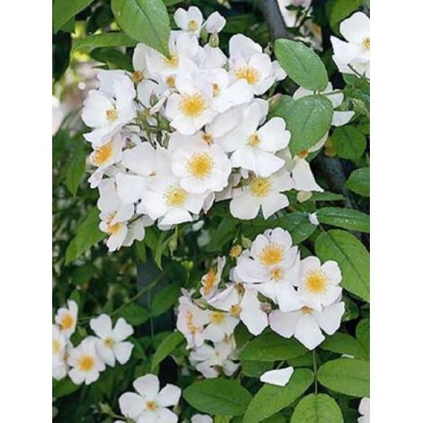 Rosier liane 'Francis E. Lester' Pot de 4L/5L