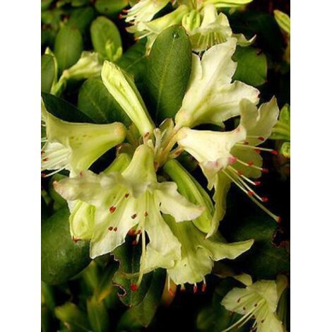 Rhododendron  'Shamrock' Pot de 2L/3L (1/2)