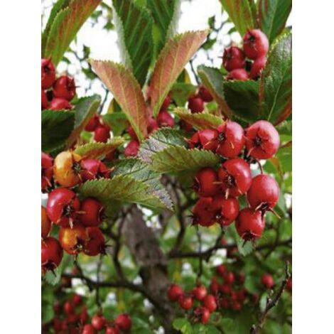 Amélanchier 'Ballerina' Pot de 3L/4L