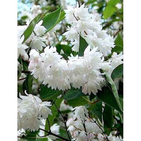 Deutzia x magnifica Pot de 2L/3L (1/4)