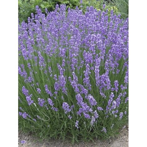 Lavande 'Phenomenal' Pot de 2L/3L