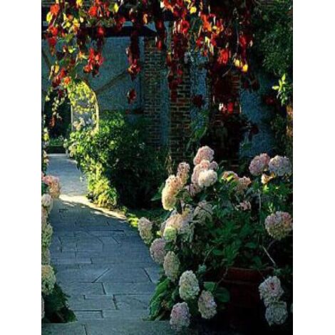 Hortensia 'Mme Emile Mouillere' Pot de 7,5L/10L (1/5)