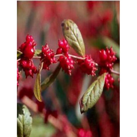 Symphorine 'Magic Berry' Pot de 2L/3L (1/2)
