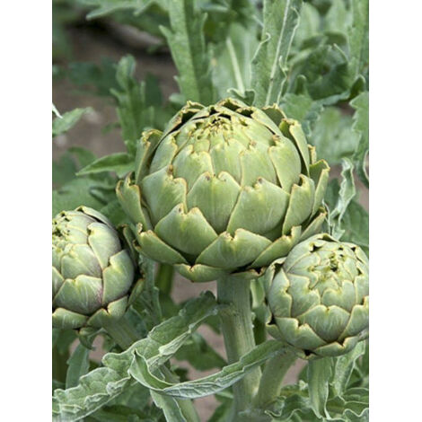 Artichaut 'Green Globe' le sachet de 40 graines (2g)