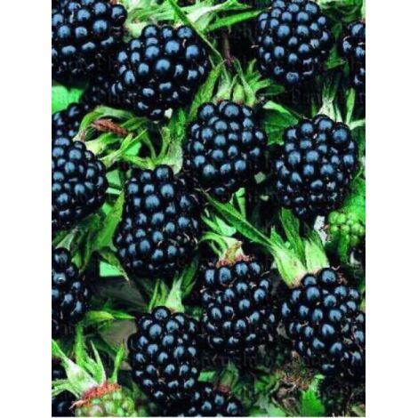 Ronce 'Thornless Evergreen' Godet de 8/9 cm