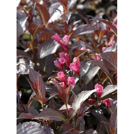 Weigela 'Naomi Campbell' Pot de 2L/3L (1/5)
