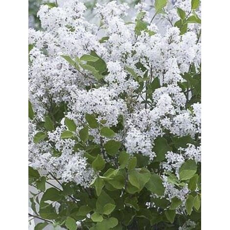 Lilas de Chine 'Flowerfesta White' Pot de 3L/4L (1/3)