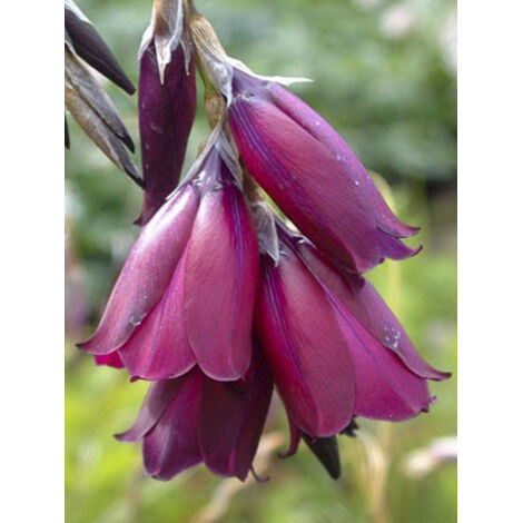 Canne à pêche aux anges 'Blackberry Bells' Pot de 2L/3L (1/2)