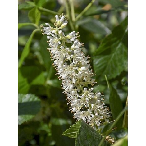 Clethre à feuilles d'aulne 'Vanilla Spice' Pot de 2L/3L (1/5)