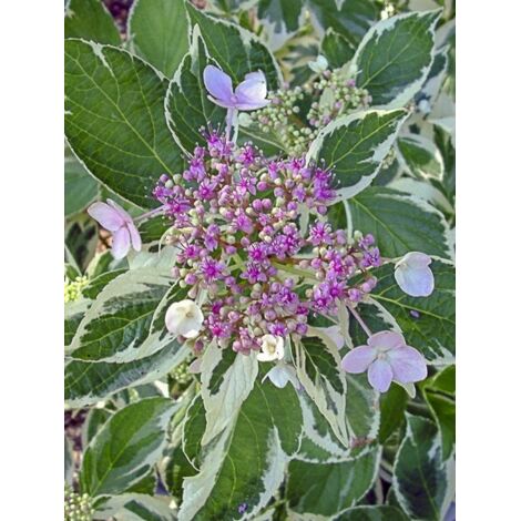 Hortensia 'Light'o'Day' Pot de 3L/4L (1/5)