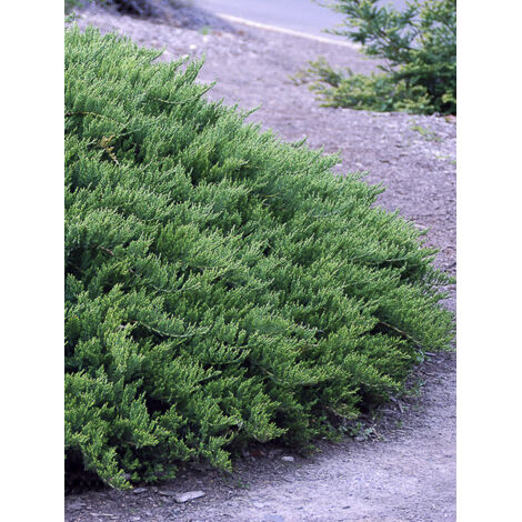 Genévrier sabine 'Tamariscifolia' Pot de 2L/3L (1/5)
