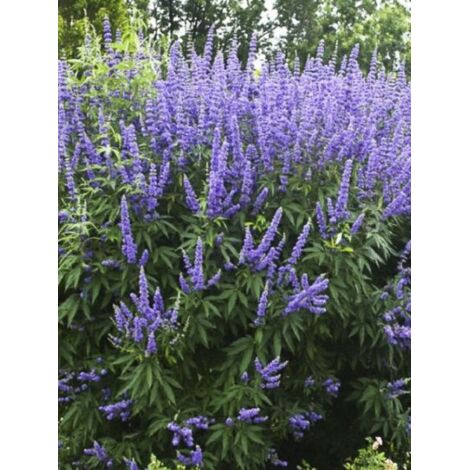 Gattilier, Poivre de moine 'Delta Blues' Pot de 3L/4L (1/3)
