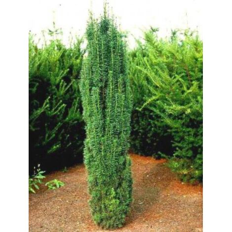 If commun 'Fastigiata Robusta' Godet de 8/9 cm (1/2)