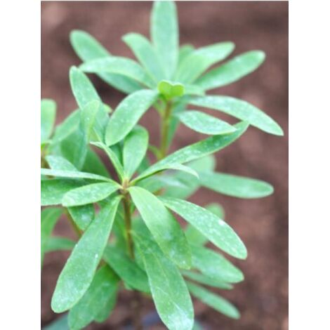 Bois-joli 'Pink Fragance® 'Blapink'' Pot de 2L/3L (1/2)