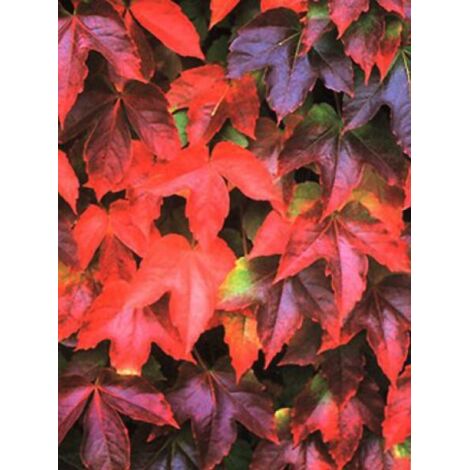 Vigne vierge japonaise 'Veitchii Robusta' Pot de 2L/3L