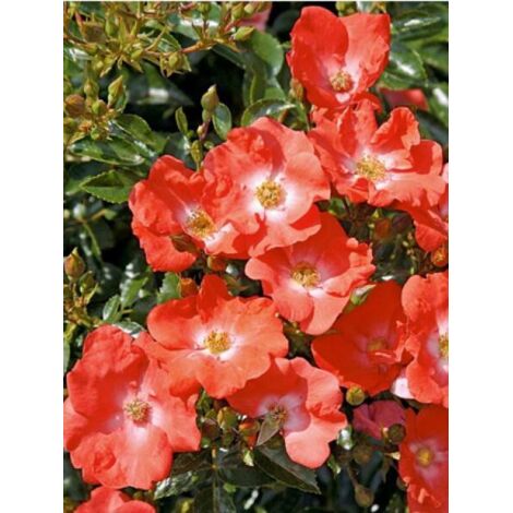 Rosier DECOROSIERS® 'Isalia'® Pot de 2L/3L (1/2)