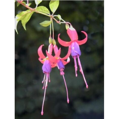 Fuchsia de Magellan 'Genii' Pot de 2L/3L (1/3)