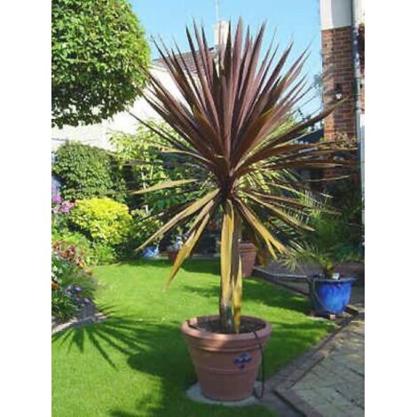 Cordyline australe 'Red Star' 30/40 cm – Hauteur à maturité 350 cm – Exposition soleil – Pot de 2L/3L