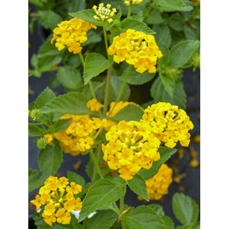 Lantana 'Chapel Hill Gold' Pot de 2L/3L (1/2)