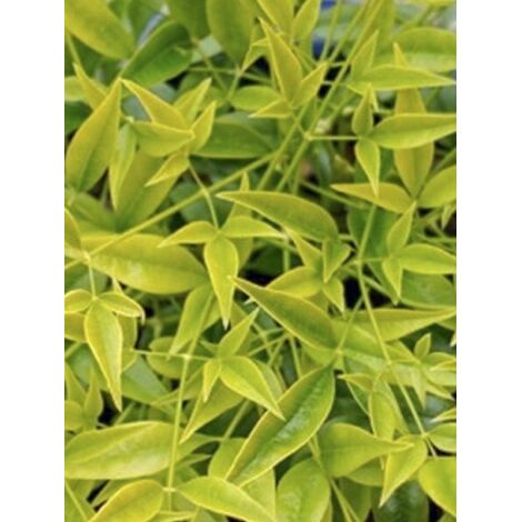 Bambou sacré 'Brightlight ' Pot de 3L/4L