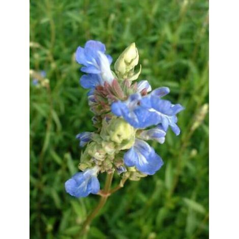 Sauge uliginosa Godet de 7/8 cm