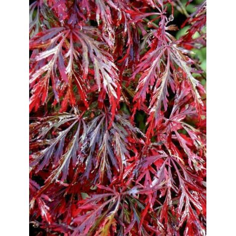 Érable du Japon 'Dissectum Firecracker' Pot de 4L/5L