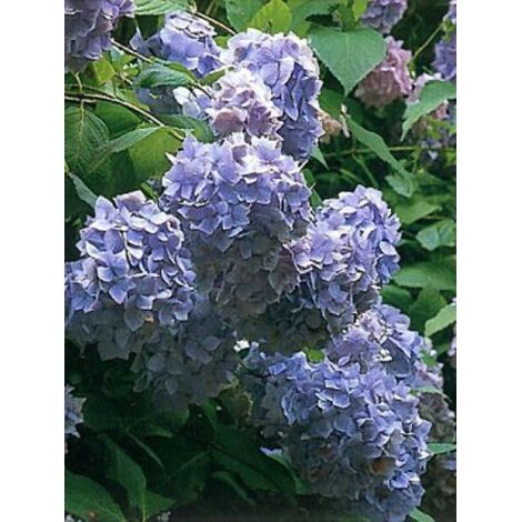 Hortensia 'Bouquet Rose' Pot de 2L/3L (1/4)