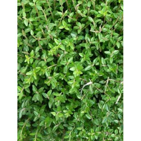 Chèvrefeuille à feuilles de buis 'Tidy Tips' Pot de 2L/3L (1/3)
