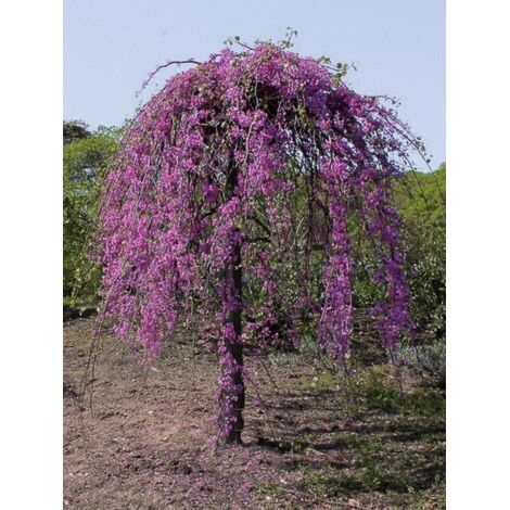 Gainier du Canada 'Lavender Twist ' Pot de 3L/4L