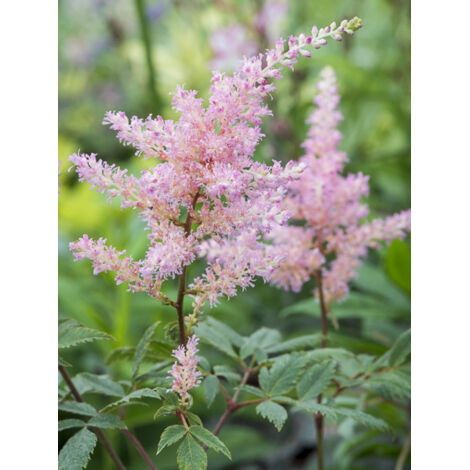 Astilbe d'Arends 'Anita Pfeifer' Godet de 8/9 cm (1/2)