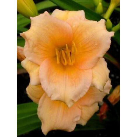 Lis d'un jour, Hémérocalle 'Mini Pearl' Godet de 8/9 cm (1/2)