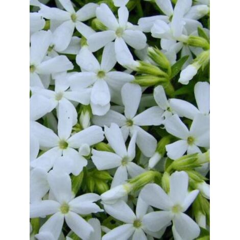 Phlox mousse 'White Delight' Godet de 8/9 cm (1/3)