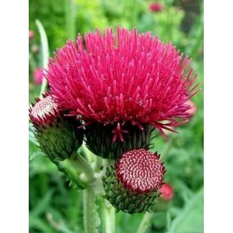 Cirse des rives 'Atropurpureum' Godet de 8/9 cm