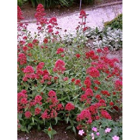 Valériane rouge 'Coccineus' Godet de 8/9 cm