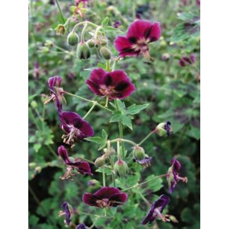 Géranium vivace livide 'Samobor' Godet de 8/9 cm (1/2)