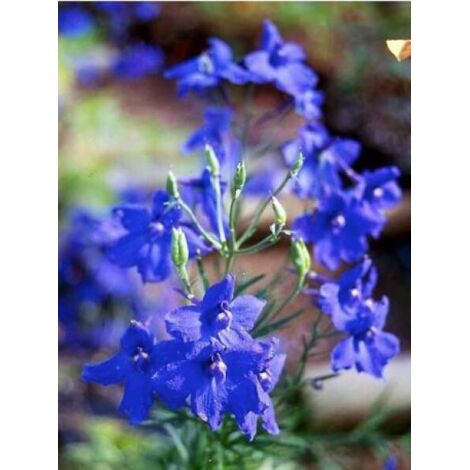 Pied d'alouette de Chine 'Blauer Zwerg' Godet de 8/9 cm (1/3)