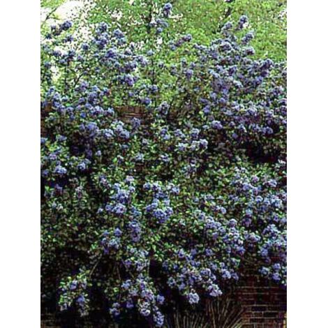 Céanothe, Lilas de Californie 'Trewithen Blue' Pot de 2L/3L (1/5)