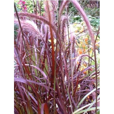 Herbe aux écouvillons 'Rubrum' Pot de 1L/1,5L