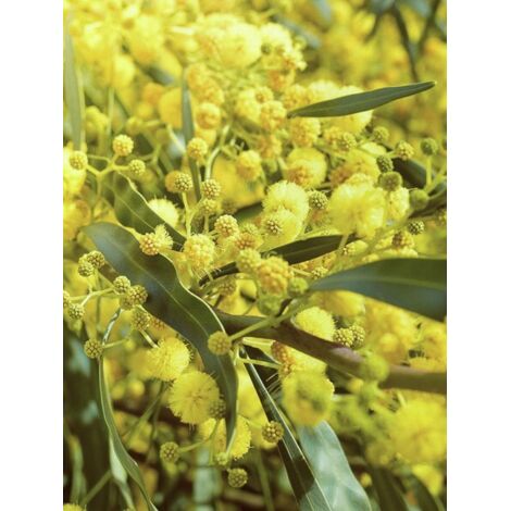 Mimosa 'Lisette' Pot de 2L/3L (1/3)